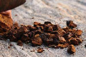 Chaga-Pilz – ein Gesundheitswunder?