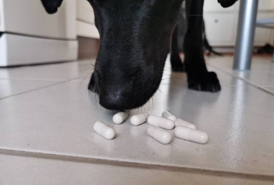 Pill tabletter för hundar