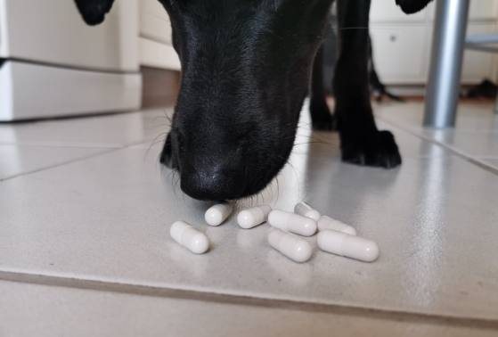 Pil tabletten voor honden