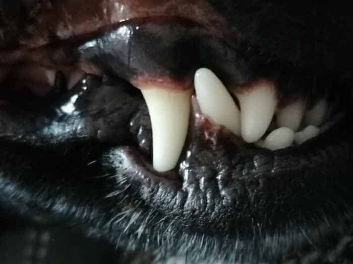 Dog teeth