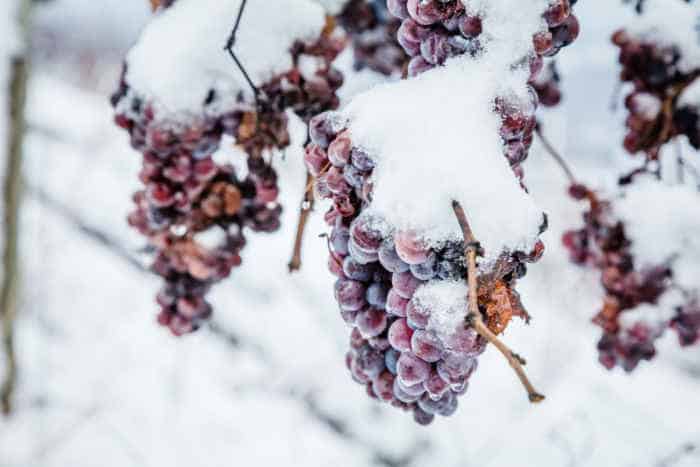 Osta Icewine